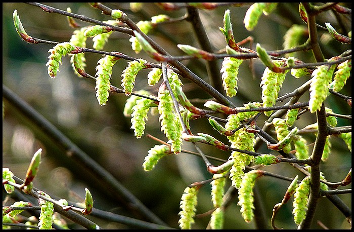 Intermède de saison