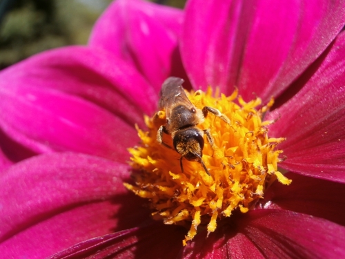 sur le cœur jaune d’un dahlia simple couleur carmin une abeille butine en gros plan.