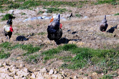 Les poules de la ferme ...