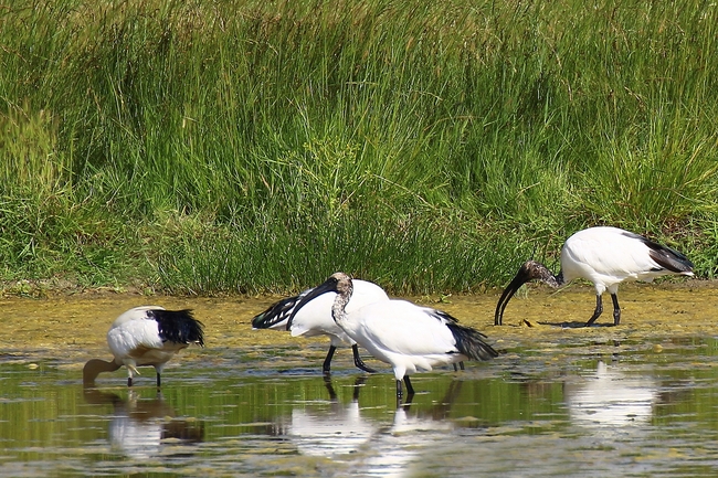 Ibis sacré