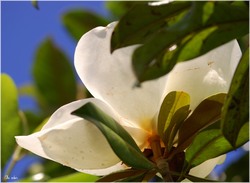 Fleur de magnolia