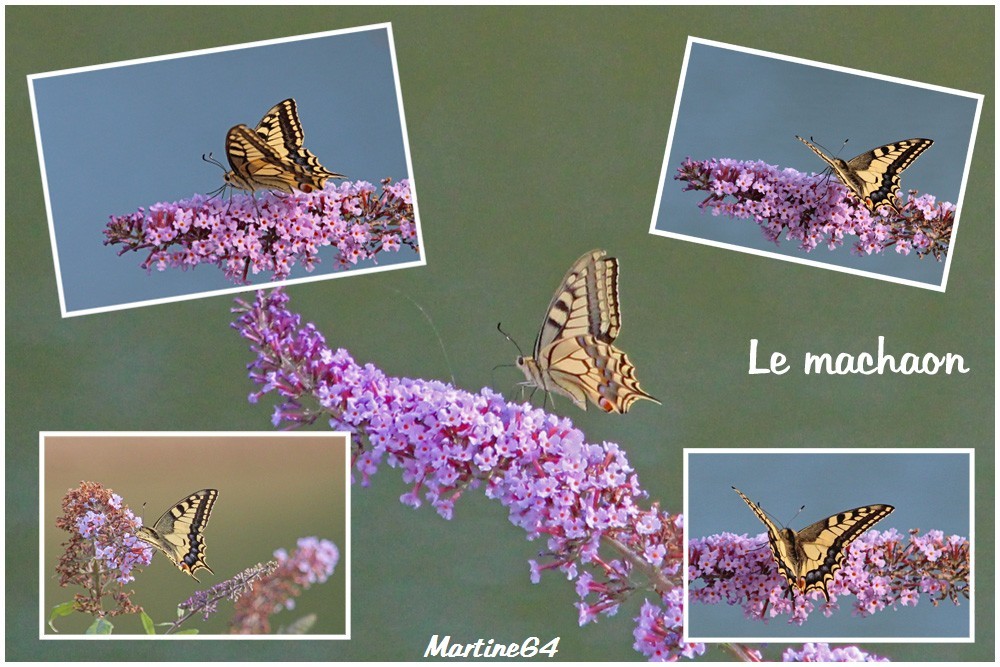 Montages Papillons 0068a
