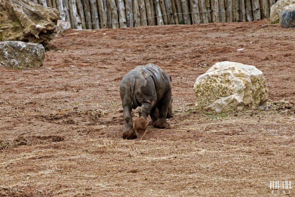 Eléonore et son petit rhinocéros blanc Sethemba (part.1)