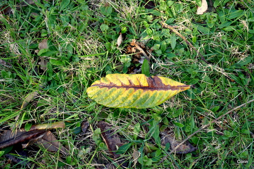 Belles feuilles !