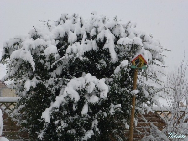 neige 31 janvier 2010 (1)