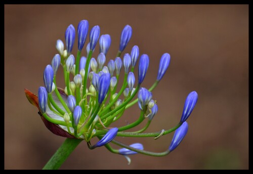 Blues hivernal ...