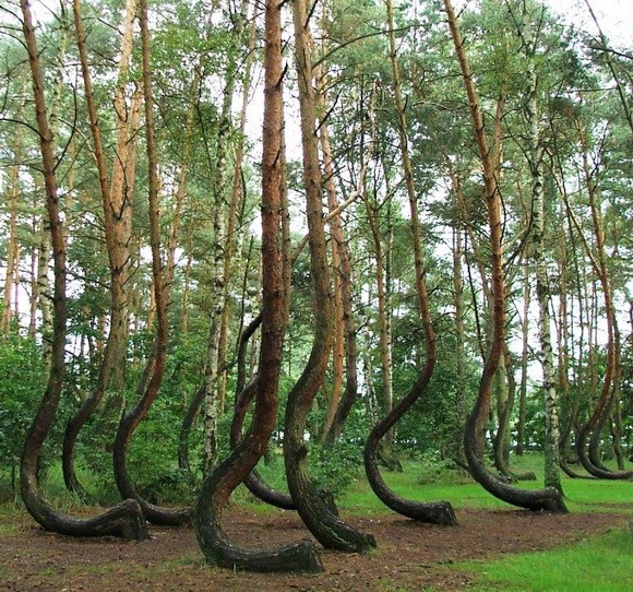 crooked-forest-poland.jpg