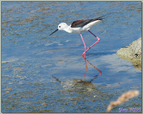 Échasse blanche (Himantopus himantopus) - La Couarde-sur-Mer - Île de Ré - 17