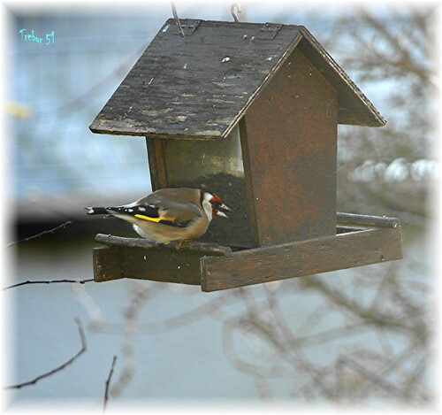 Les visiteurs de Decembre au jardin.....