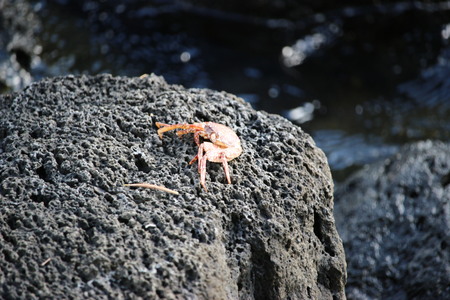 Le crabe "Trouloulou" de l'île Maurice en 2019