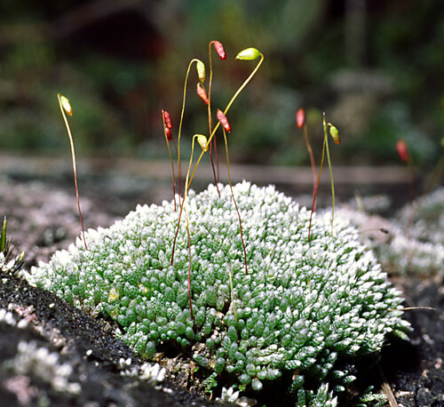 Bryophytes, Lichens les mal aimés ou mal connus essentiels de nos biotopes