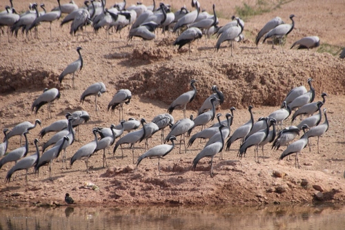 De Gajner à Jaisalmer.