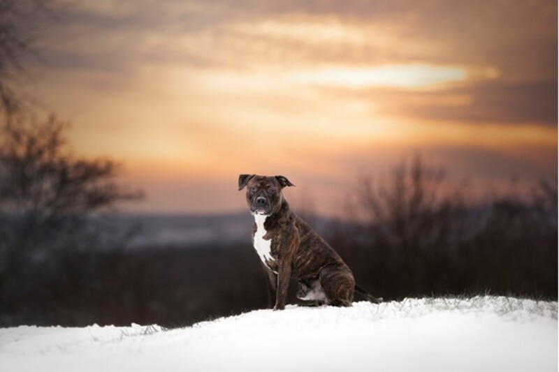 la  photo préférée - semaine du 7 février/8 février 2024 