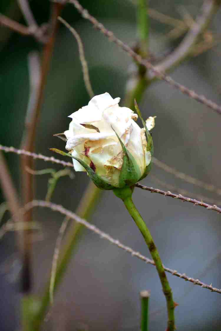 Dernières roses ?