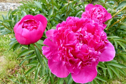 Pivoines :