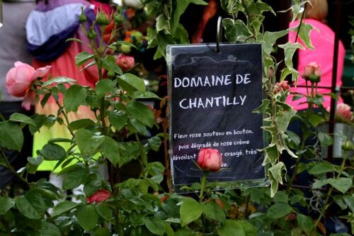 Les Journées des plantes de Chantilly - Printemps 2017