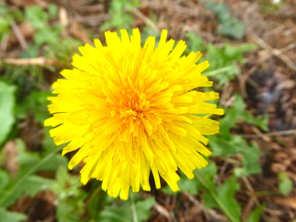 Dernière fleur d'hiver et bonjour les printanières.