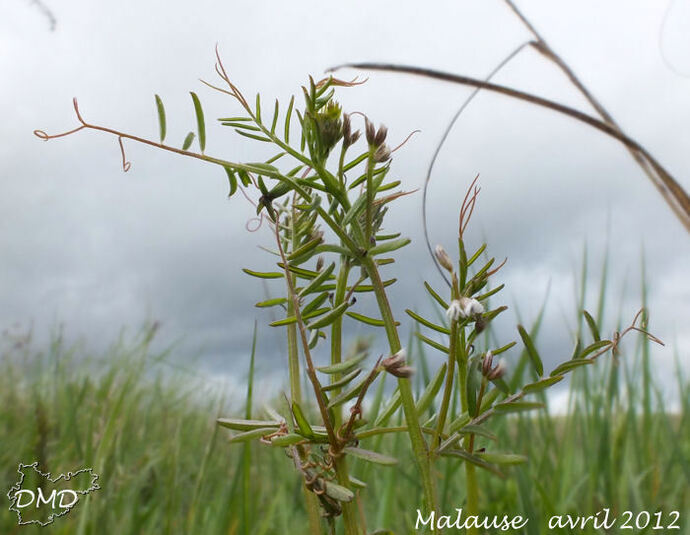 Vicia hirsuta = Ervilia hirsuta  - vesce hérissée