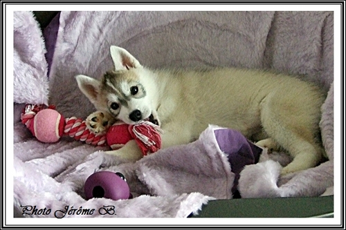 Husky et jouets