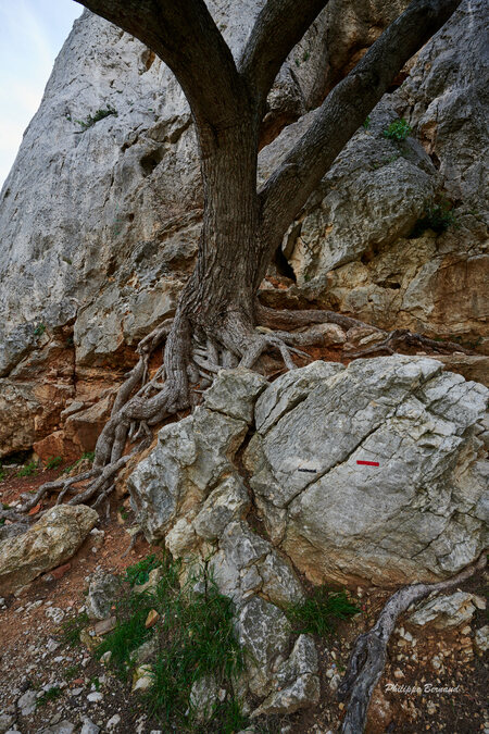 Aiguille de Sormiou