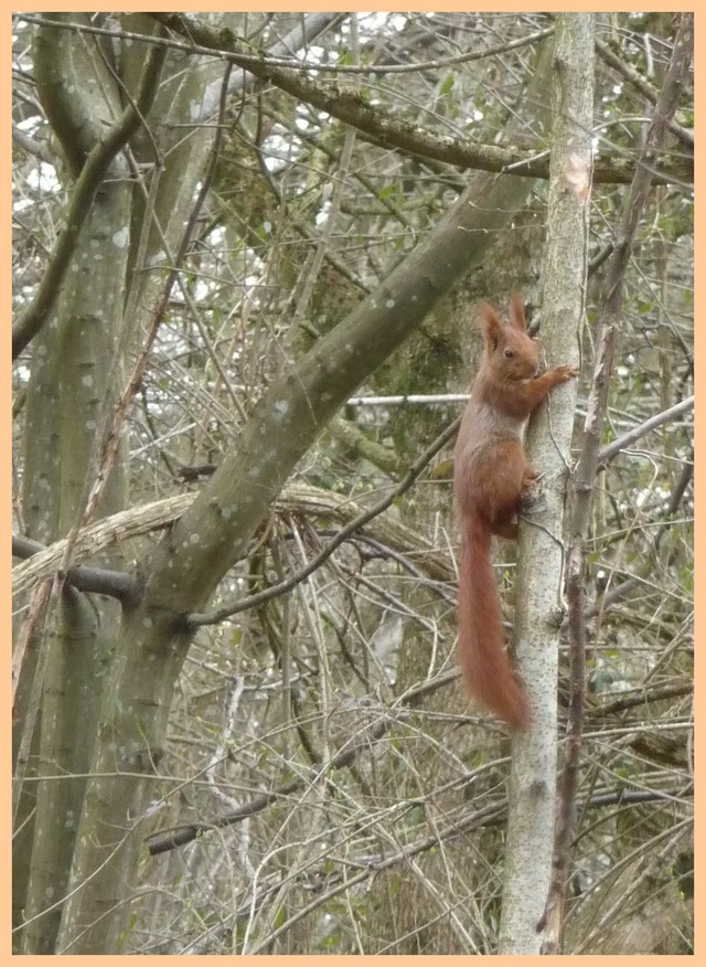Blog de turlututu : mimipalitaf et ses photos, et un joli moment avec toi l'écureuil,