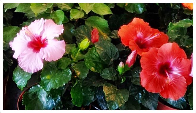 - FLORÉAL AU PORT 2/7 (Réunion)