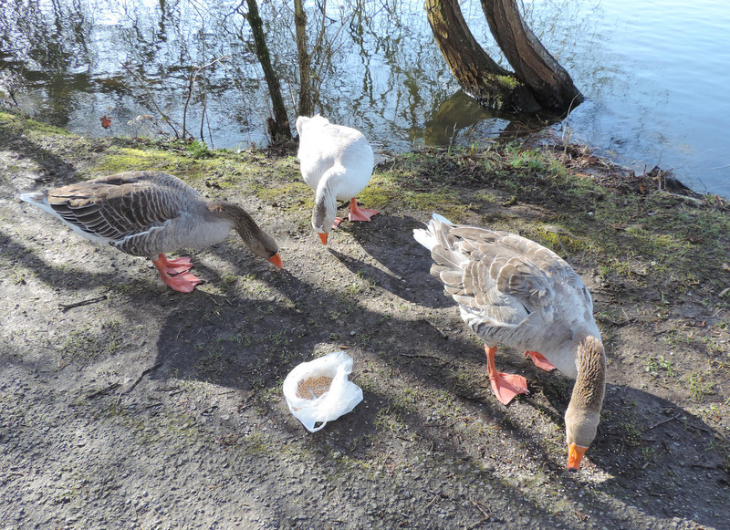 Repas des oies....