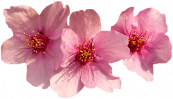 Tube fleurs