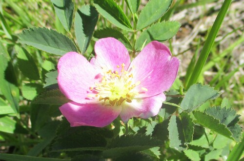 Fleurs roses