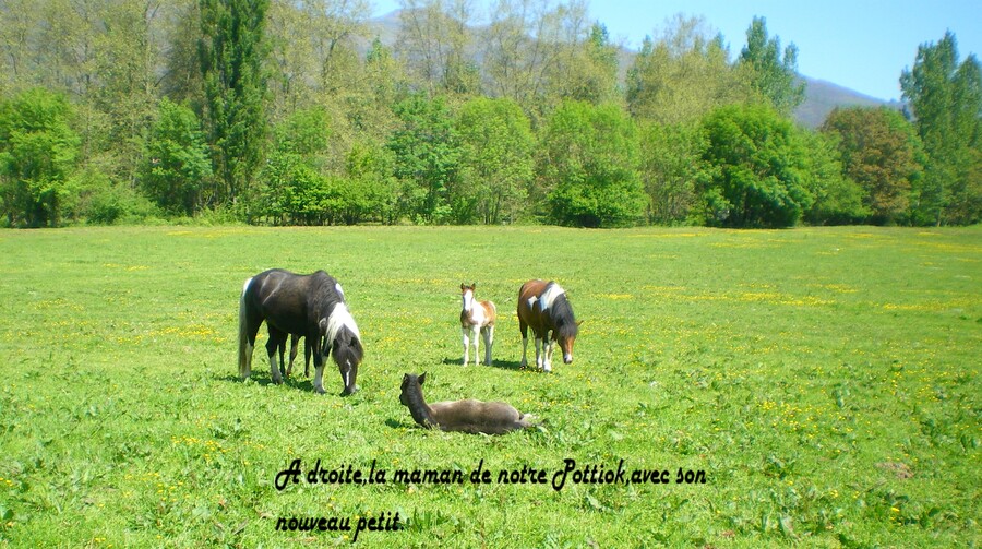 FIN FOND DU PAYS BASQUE...PAYS DES POTTIOKS