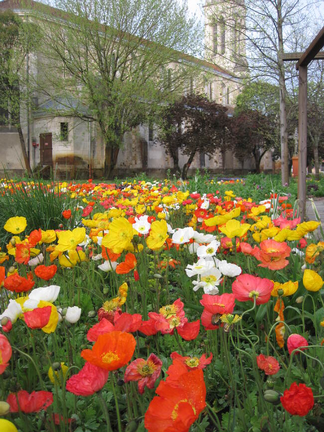 Evolution du massif de fleurs printanières de Mimizan