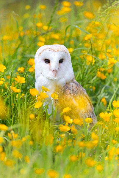 Bientôt le printemps