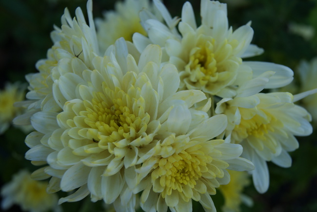 Chrysanthème jaune virant au crème.