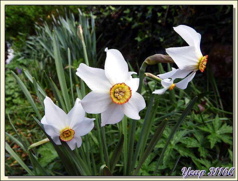 Narcisse sauvage - Lartigau - Milhas - 31  (Flore)