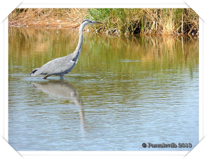 Pause ornithologique estivale au Teich - 4/12