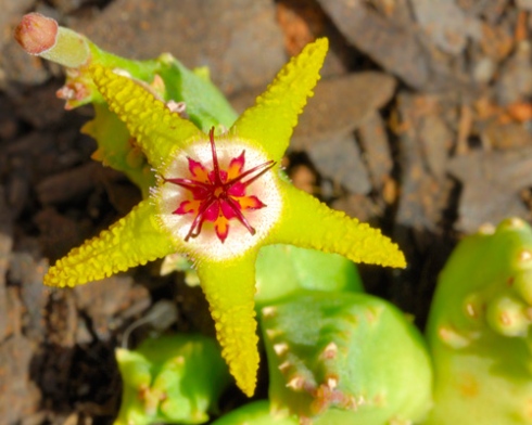 Stapelia flavopurpurea fleur de cactus