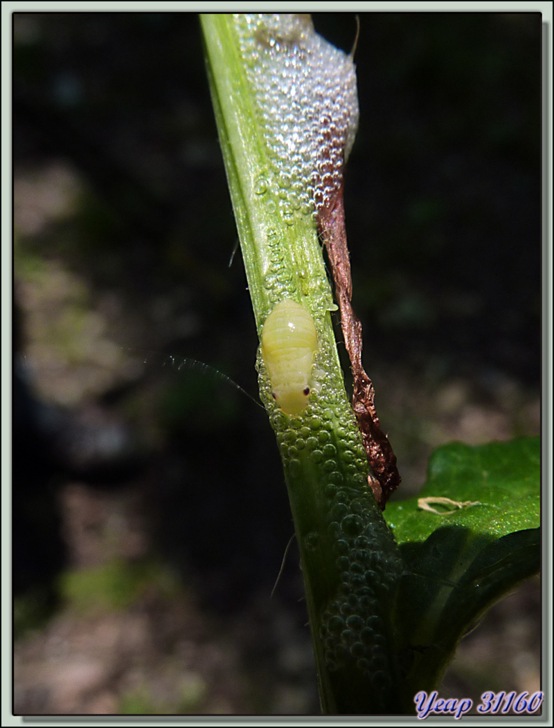 Larve de cicadelle hors de sa "bave (ou crachat) de coucou" - Bagnères-de-Luchon - 31  (Faune)