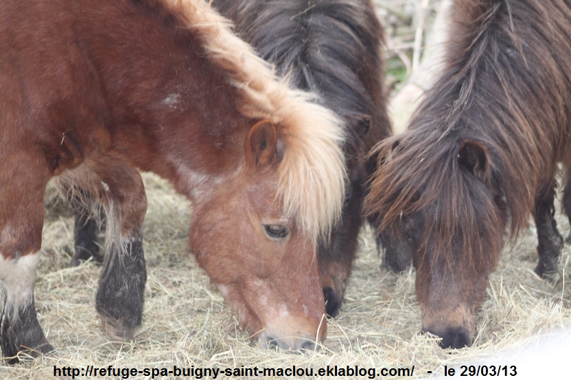 Poneys d'Epagne Epagnettes - photos du 29/03/13 page 2/2