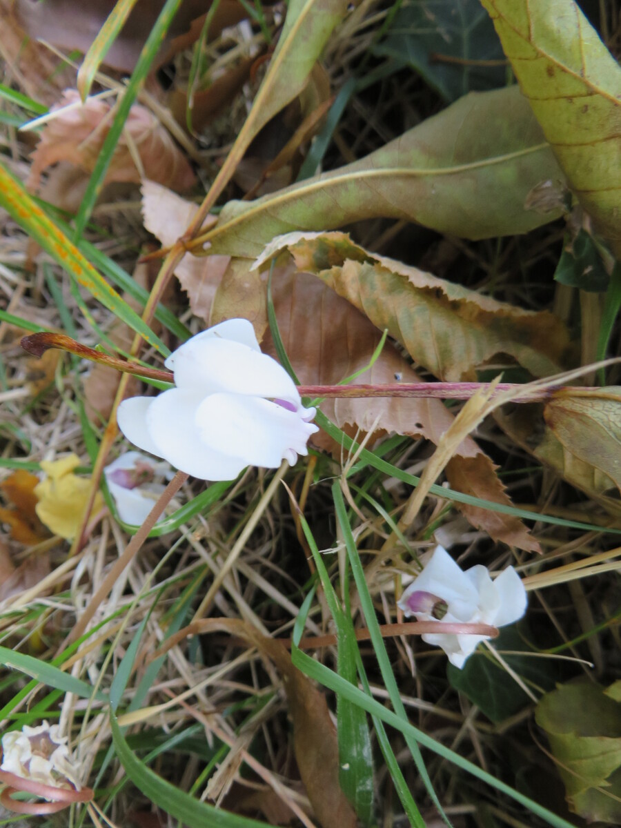 Cyclamens