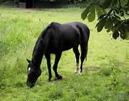 Les Mustangs: de vrais tableaux de la nature !!!!!