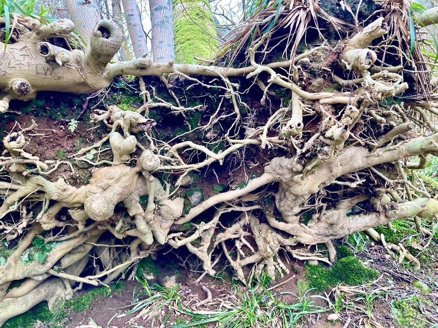 L'Ecosse au ras du sol, série les racines taguées.