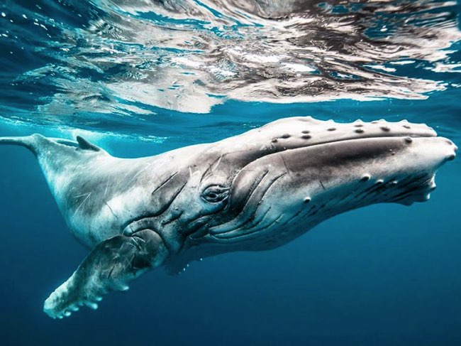 national geographic plus belle photos 2015 15 - 20 Photos Préférées du National Geographic sur Internet en 2015 national geographic plus belle photos 2015 15 - 20 Photos Préférées du National Geographic sur Internet en 2015