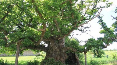 Balades autour des plus vieux arbres de Bretagne ...