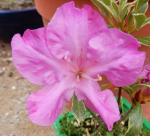 Identification par les fleurs !