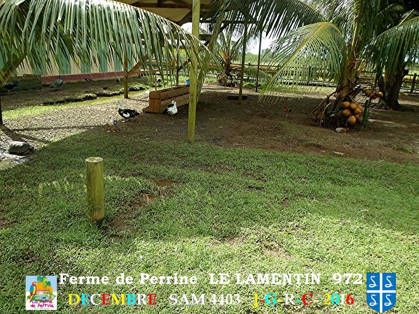 PARC DE MARTINIQUE: la ferme Pérrine  3/4       D    17/08/2017