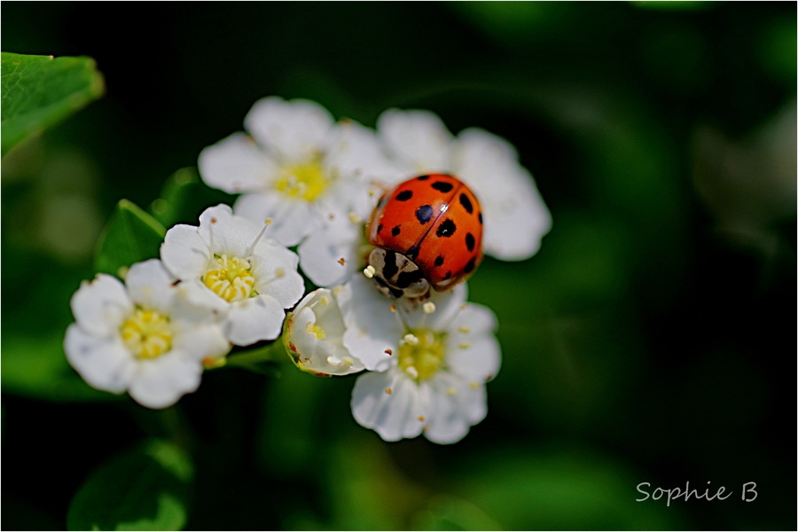 Coccinelles , suite et fin .