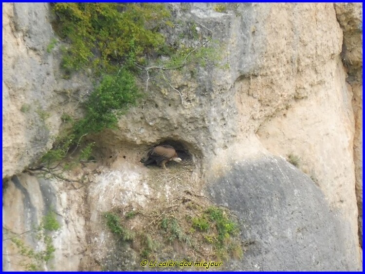 Causse Méjean, les corniches de la Jonte