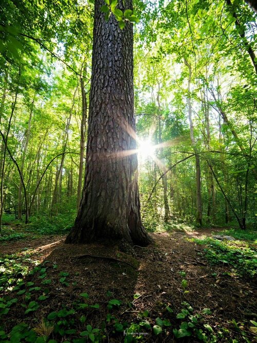 La forêt qui cache l’arbre