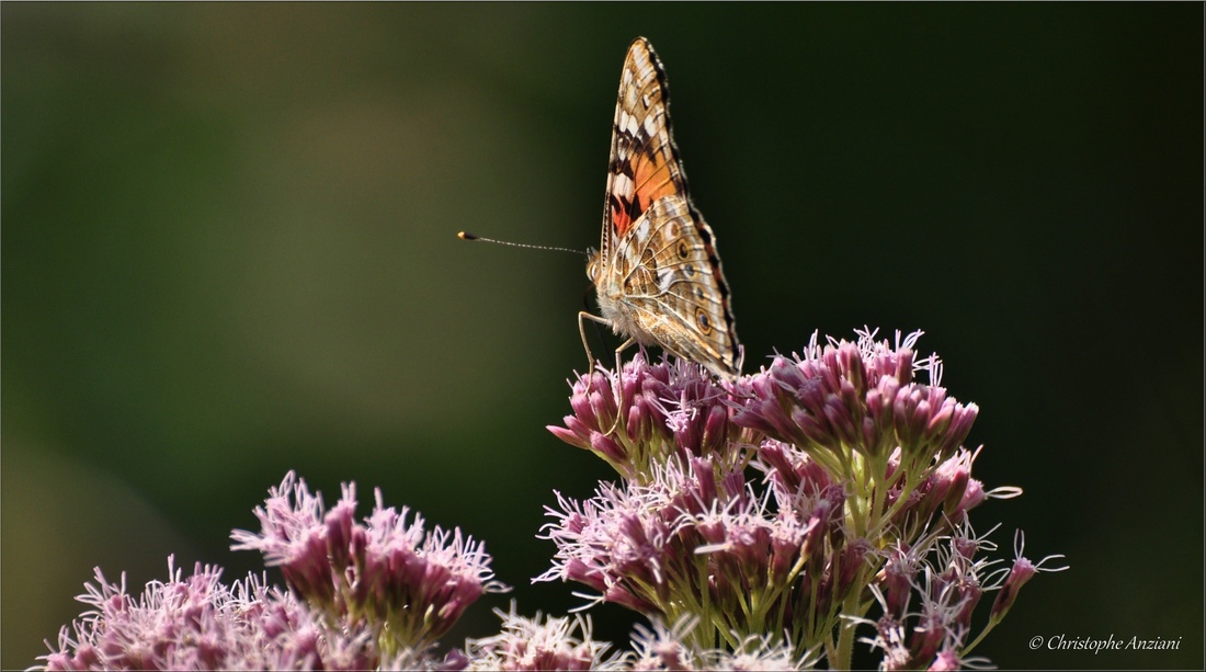 Belle-dame - cynthia cardui