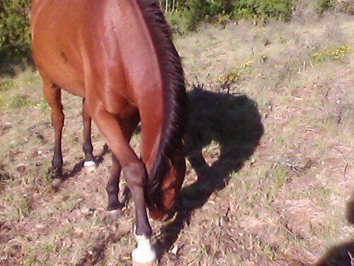 Voici mon cheval #tehou